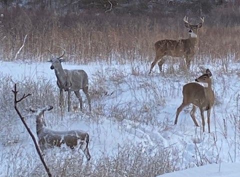 How to Scout a Property You’ve Never Set Foot On Before the Rut